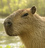 capybaraSHOP