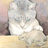 猫夜亭