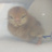 ひよこ🐤