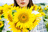 sunflowerfield