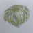 xerographica