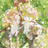 春の在り処