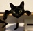 猫とソウル