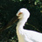 storch