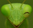 mantis-tsubame