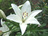 Shasta Lily Shop