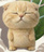 ふて猫・地球侵略物資供給所