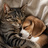 animalhealing
