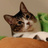 ねこぶちかふぇ