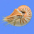 Nautilus