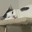 猫鳥の素材屋さん