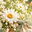 Little Bloom Studio