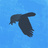 AKINOKOGOMI