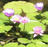Giardino Lunare