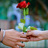 999_rose