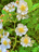 rosamultiflora