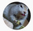 animalkneading