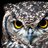 OWL eng.