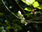 hesperas