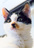 猫写真 川島商店