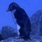 Crazy Penguin Generation