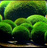 marimo-neil