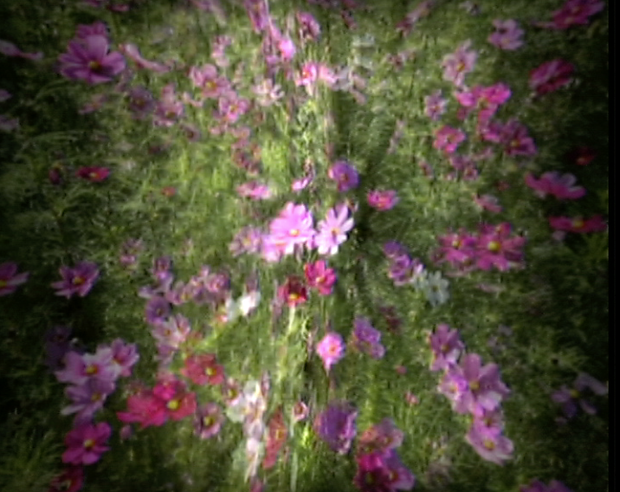 Flower 2