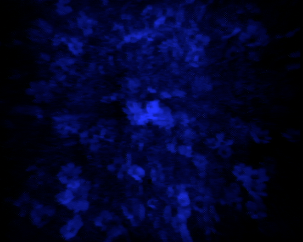 Flower 4