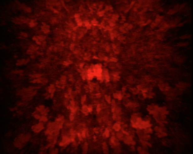 Flower 5