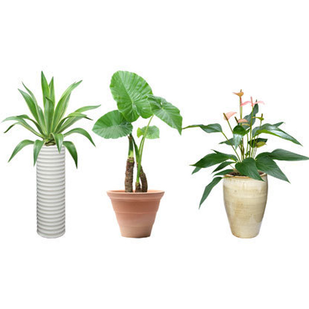 観葉植物素材　3個セット　8kp0005