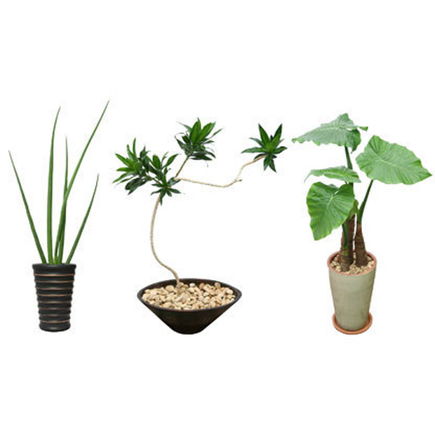 観葉植物素材　3個セット　8kp0002