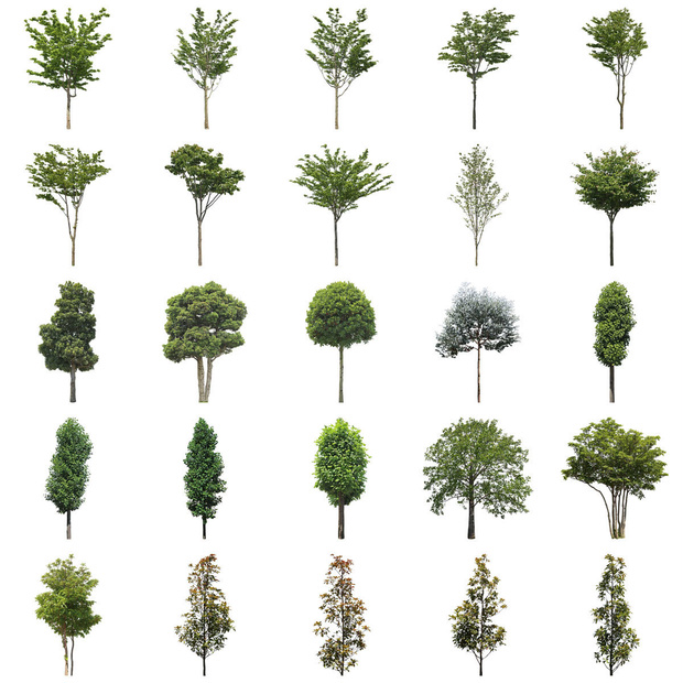樹木切り抜きPNG素材セット　30個　free_trees_30p_010