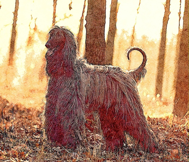 最大12%OFFクーポン 版画 サイアノタイプ ドッグ アフガンハウンド 犬 dog アート art 版画