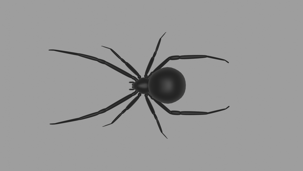 Black Widow Spider