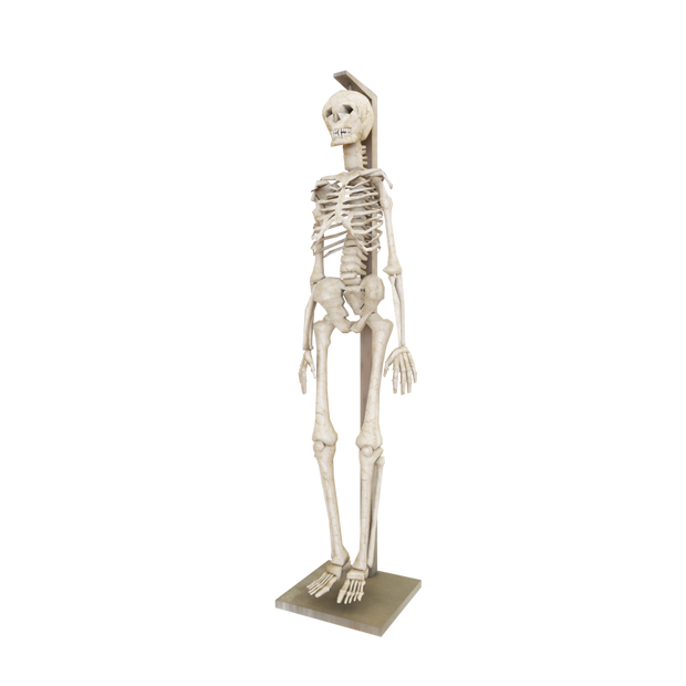 3DCG【skeleton】人体模型 骸骨 スケルトン