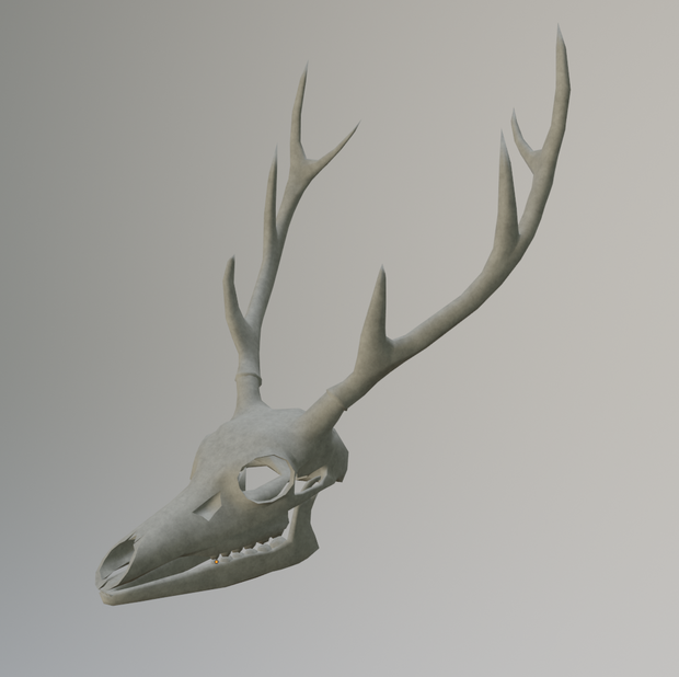 3Dモデル　鹿の頭骨