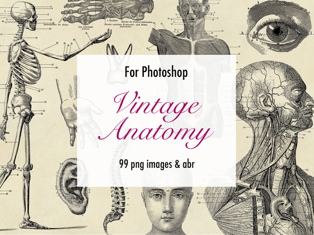 【Photoshopブラシ】VintageAnatomy ビンテージ解剖学 99枚【png,abr】