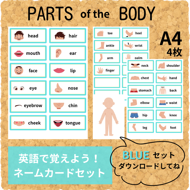 おうちで英語を楽しく勉強　体のパーツ・ネームカードセット（水色）保育園・幼稚園・小学校