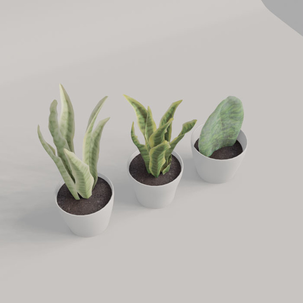 観葉植物