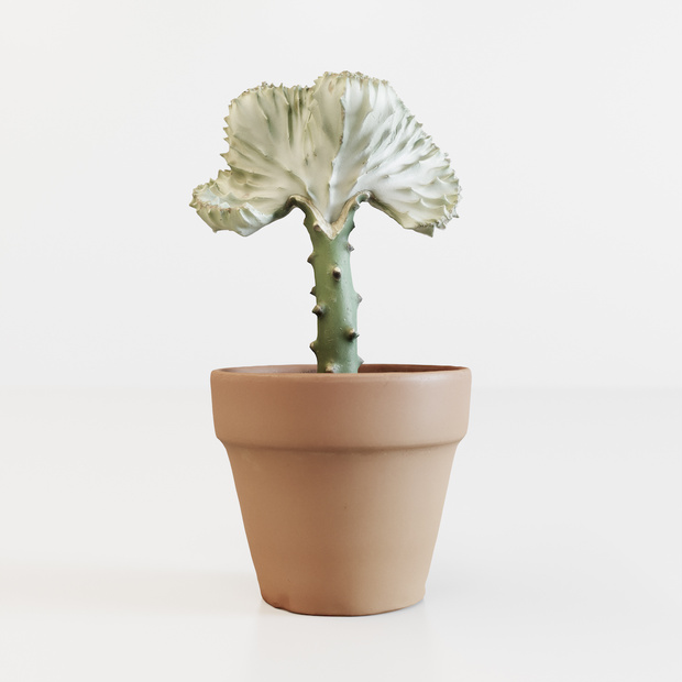 マハラジャ 【観葉植物3Dモデル】