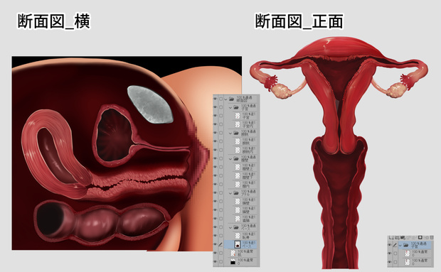 クリスタ・Photshop用　断面図素材＋肉壁ブラシ