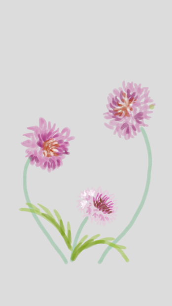 花。矢車草