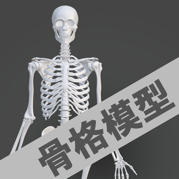 【3Dデータ】骨格模型