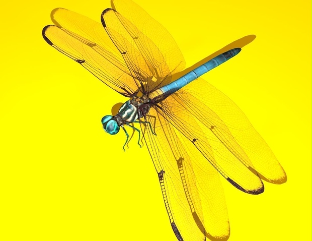 Dragonfly Rigged トンボ