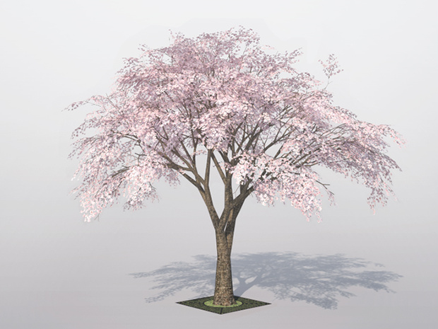 3D モデルデータ  sakura02