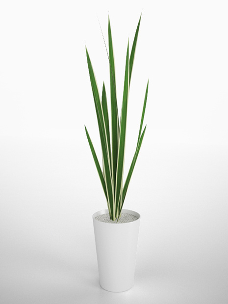 3D モデルデータ　planter_variegata01