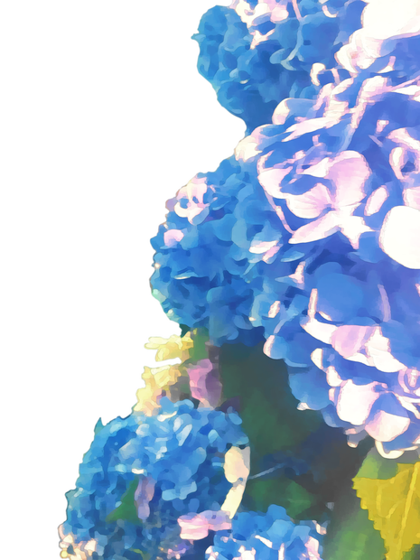 紫陽花