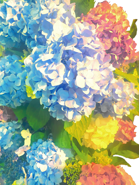 紫陽花2