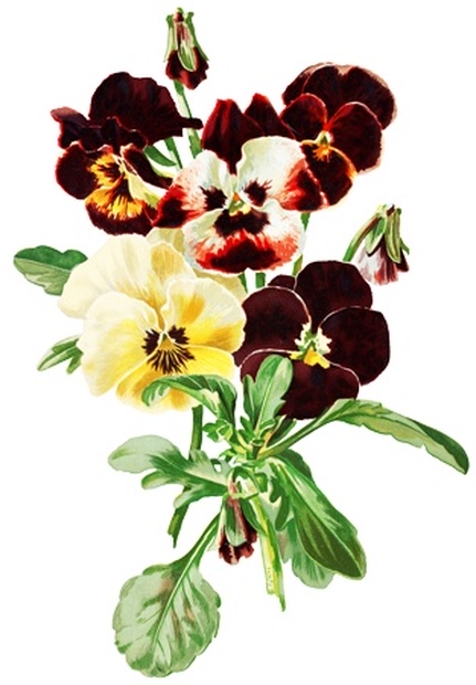 Png画像 パンジーの花アンティークイラスト アンティーク レトロ イラスト画像素材 Booth Png画像 パンジーの花アンティークイラスト アンティーク レトロ イラスト画像素材 Booth