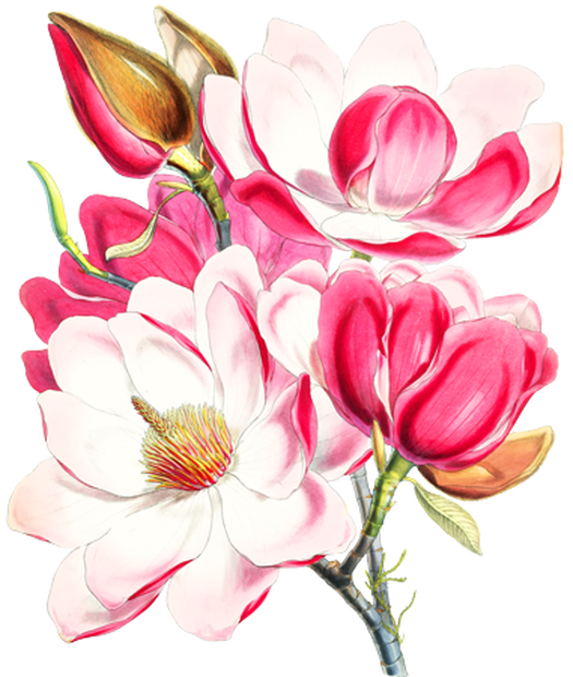 PNG画像：木蓮（マグノリア）アンティークイラスト